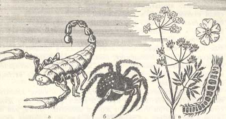 Опасные насекомые и растения
